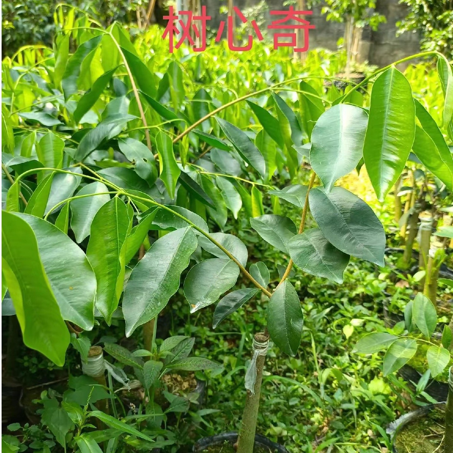 绿奇楠树心奇名贵奇楠苗黄色带土