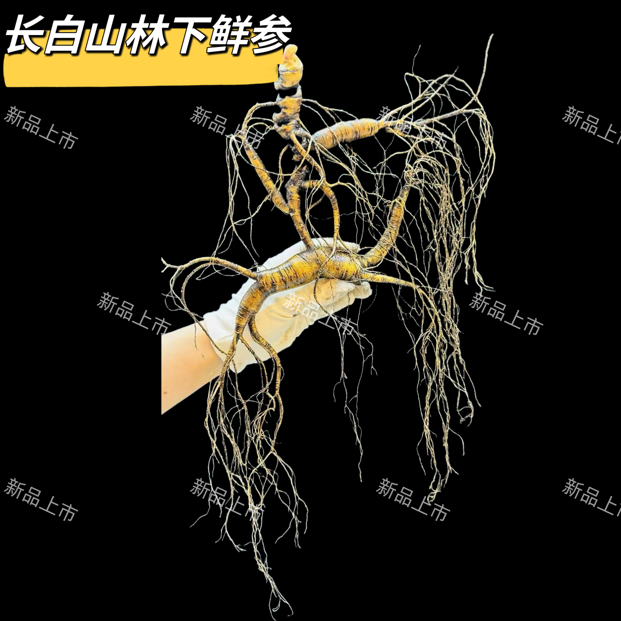 长白山单只林下参（直播改价链接一物一拍）