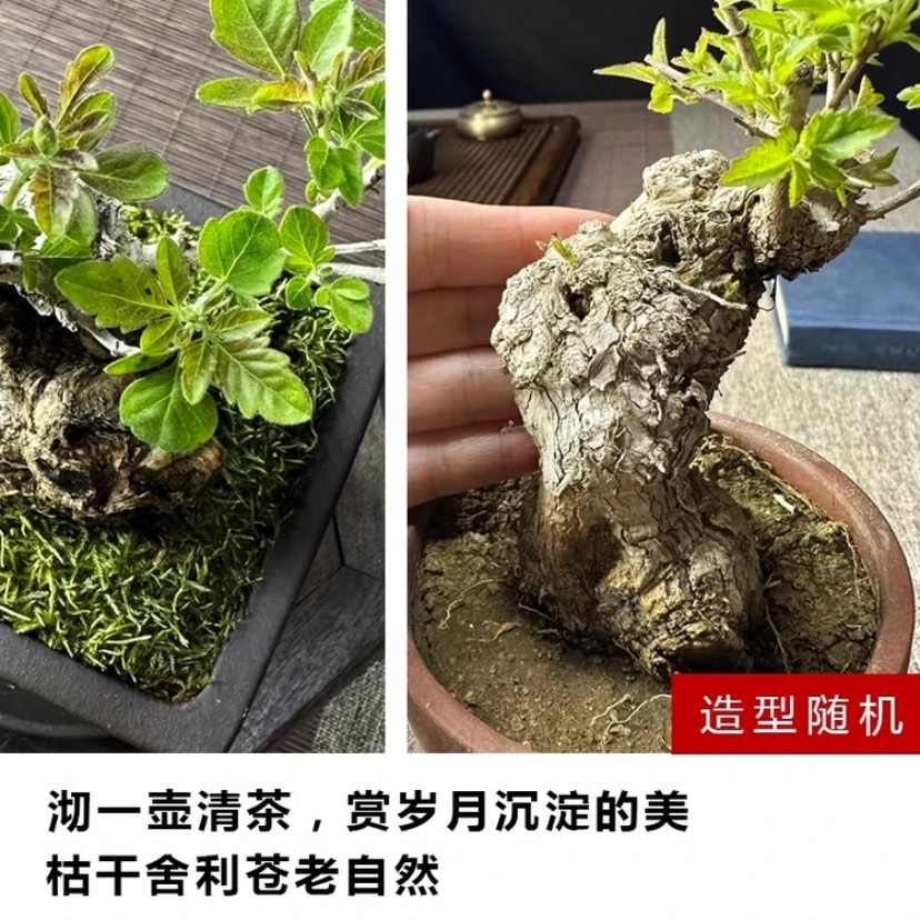 黄荆老桩盆景老根树桩黄荆微盆景小品盆景老桩生桩造型盆景