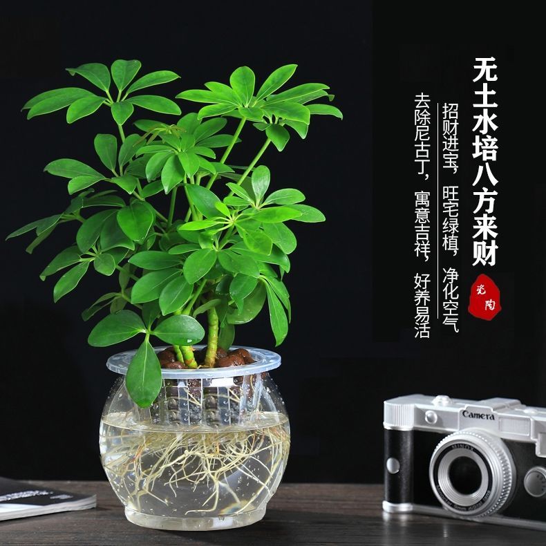 八方来财水培七叶莲鸭脚木吸甲醛二手烟绿植盆栽招财树四季常青树