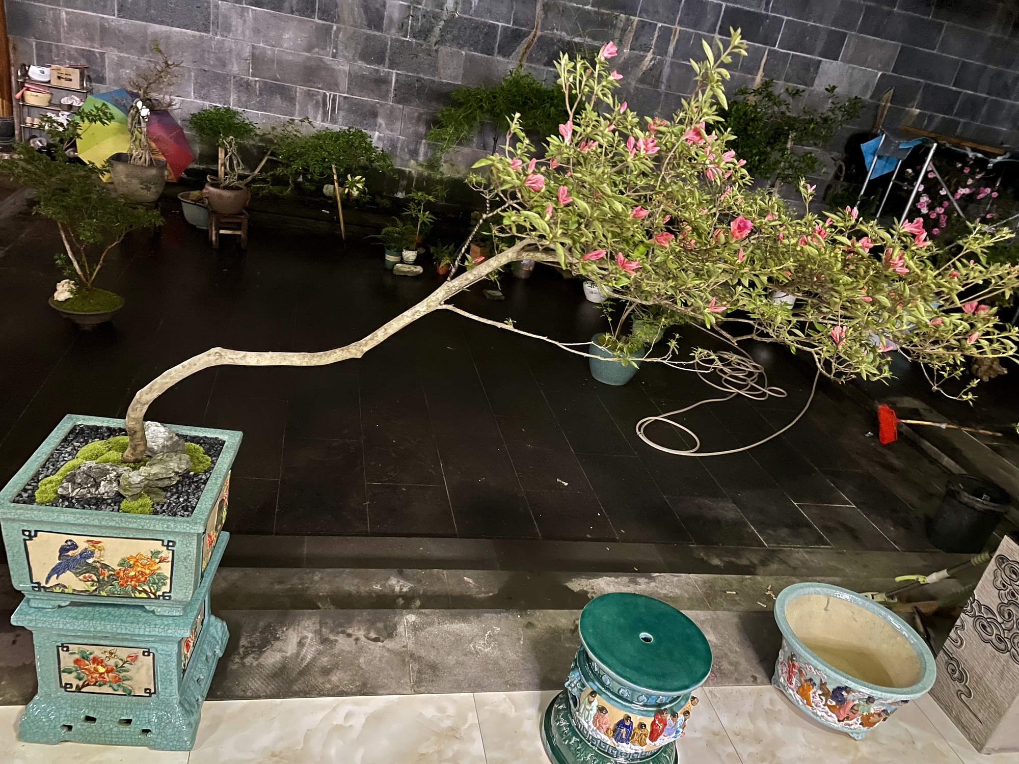 大别山先花后叶映山红。一物一拍。