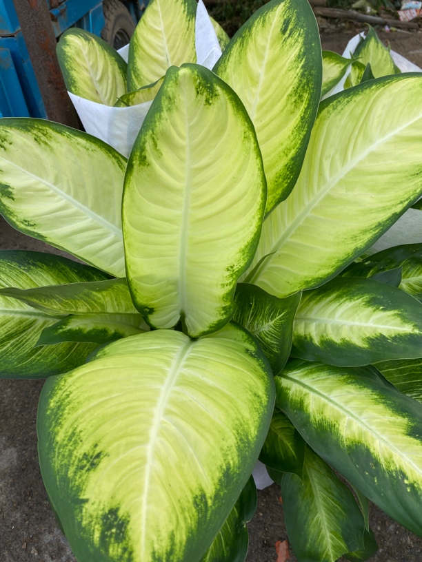 [漫时光园艺]玛丽安两盆花卉批发市场便宜售卖 请以直播间为准