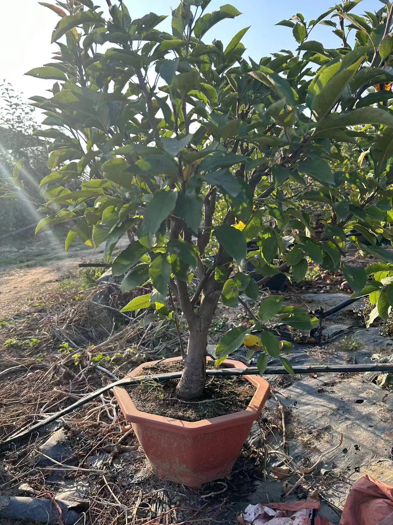 精品盆栽盆景苗木