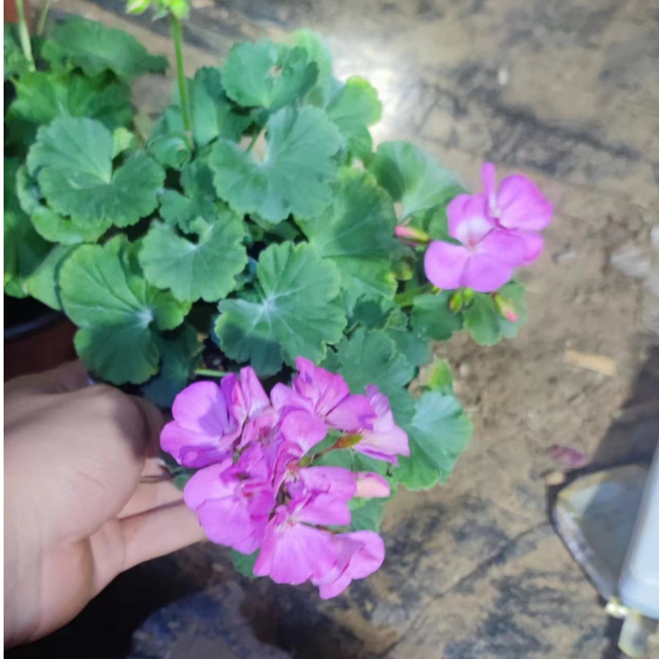 湛蓝天空直立系天竺葵