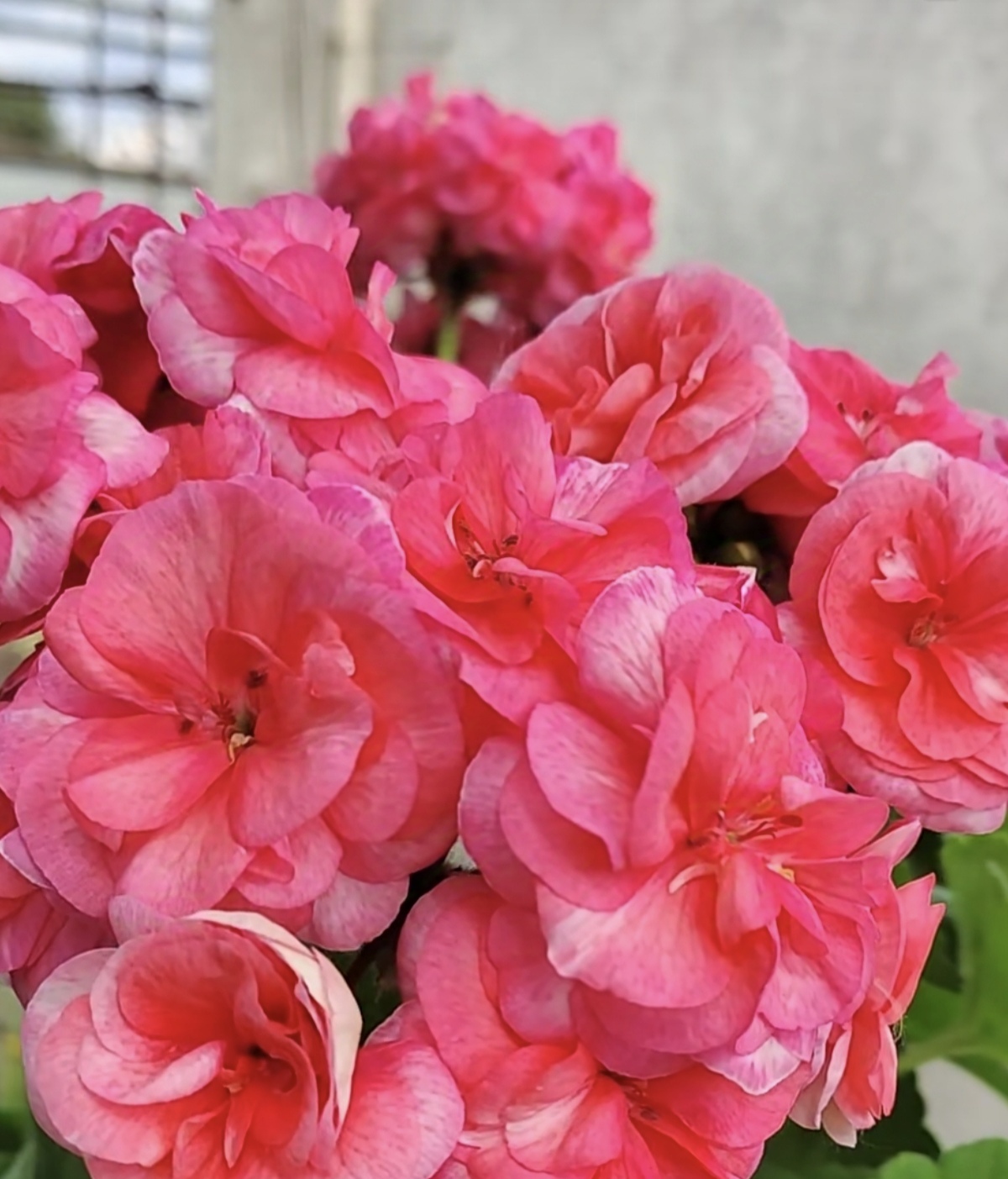 法莱杰直立系勤花天竺葵