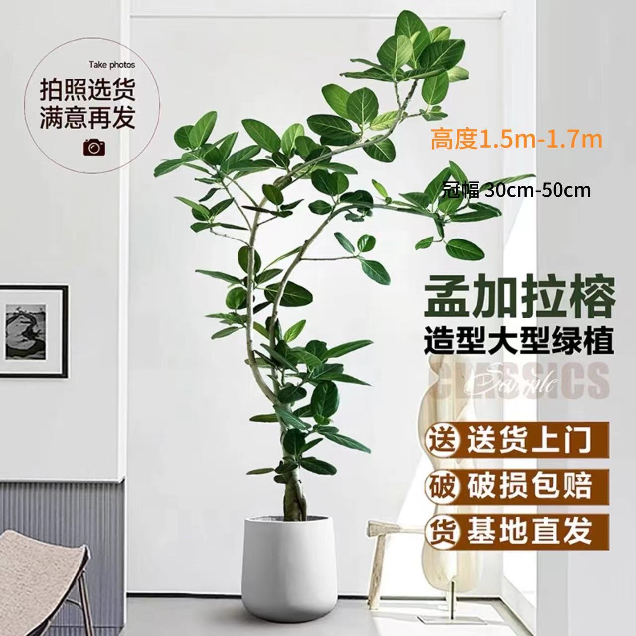 老桩孟加拉室内室外新手绿植大叶绿植