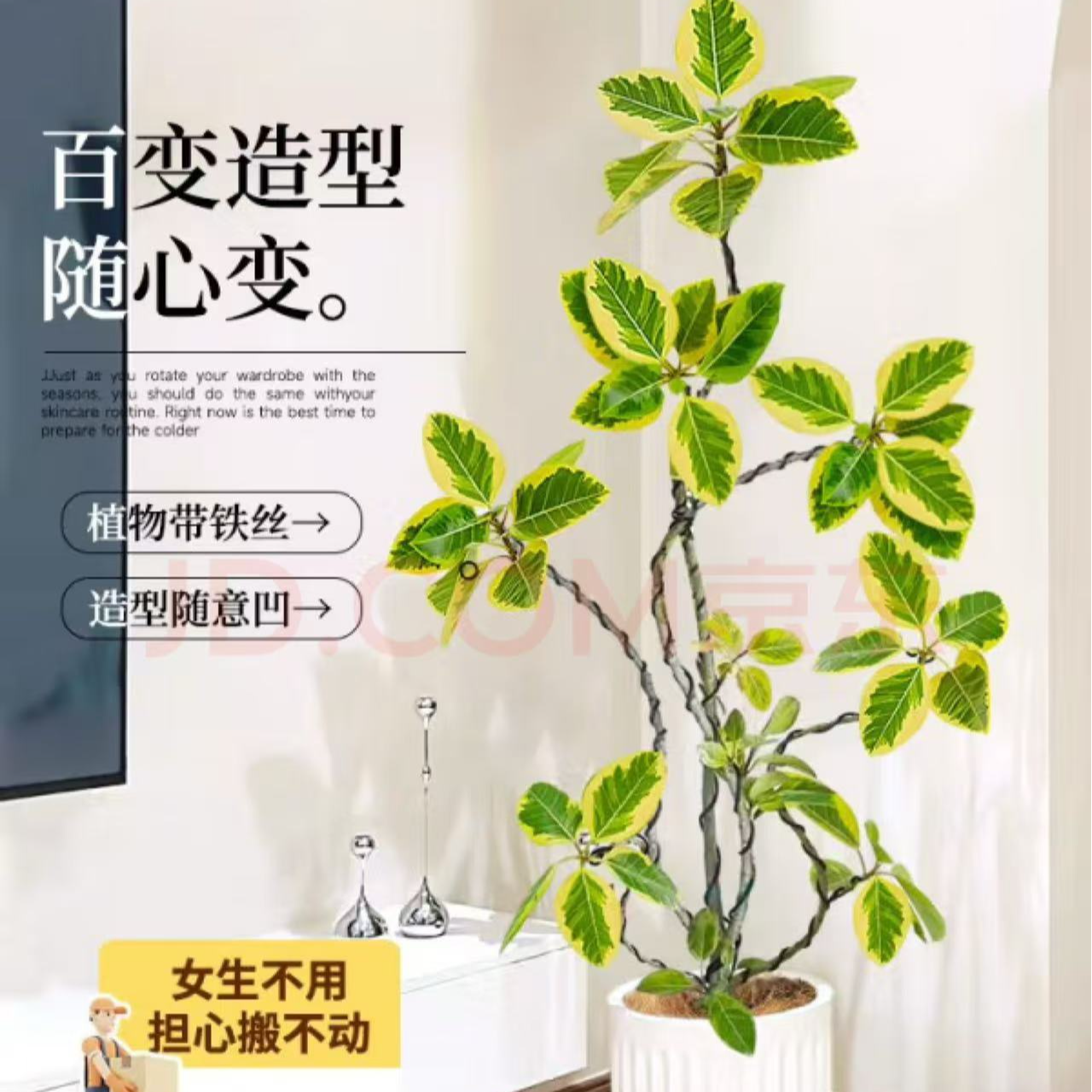 黄金榕大型室内网红绿植青叶橡皮树鲜活绿植