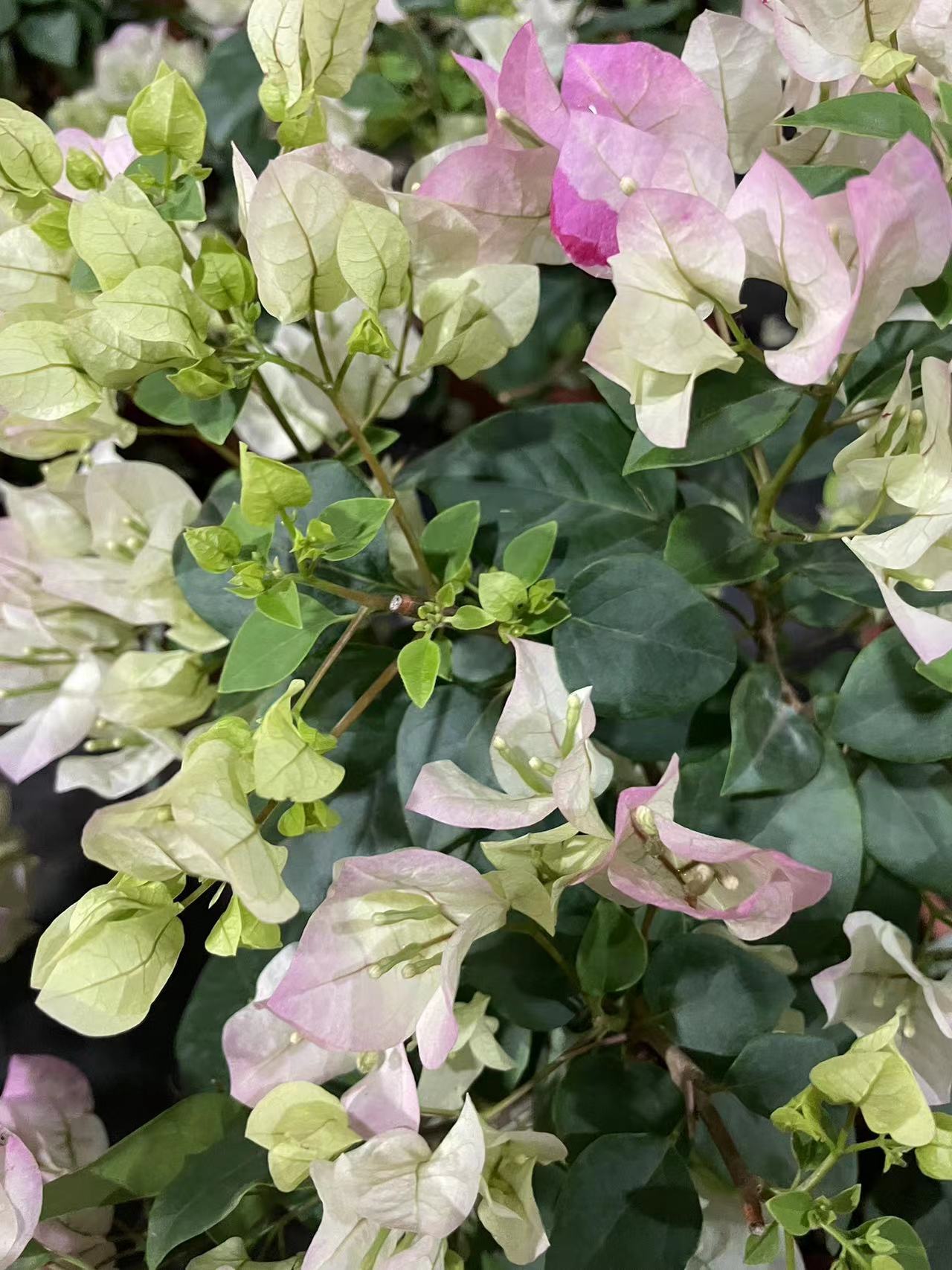 晟景园艺三角梅开花神器 一物一拍