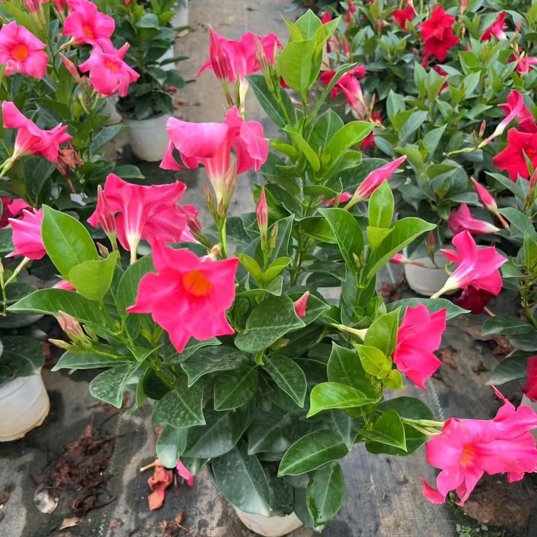 飘香藤多年生(爬藤耐热大花型)庭院阳台开花植物