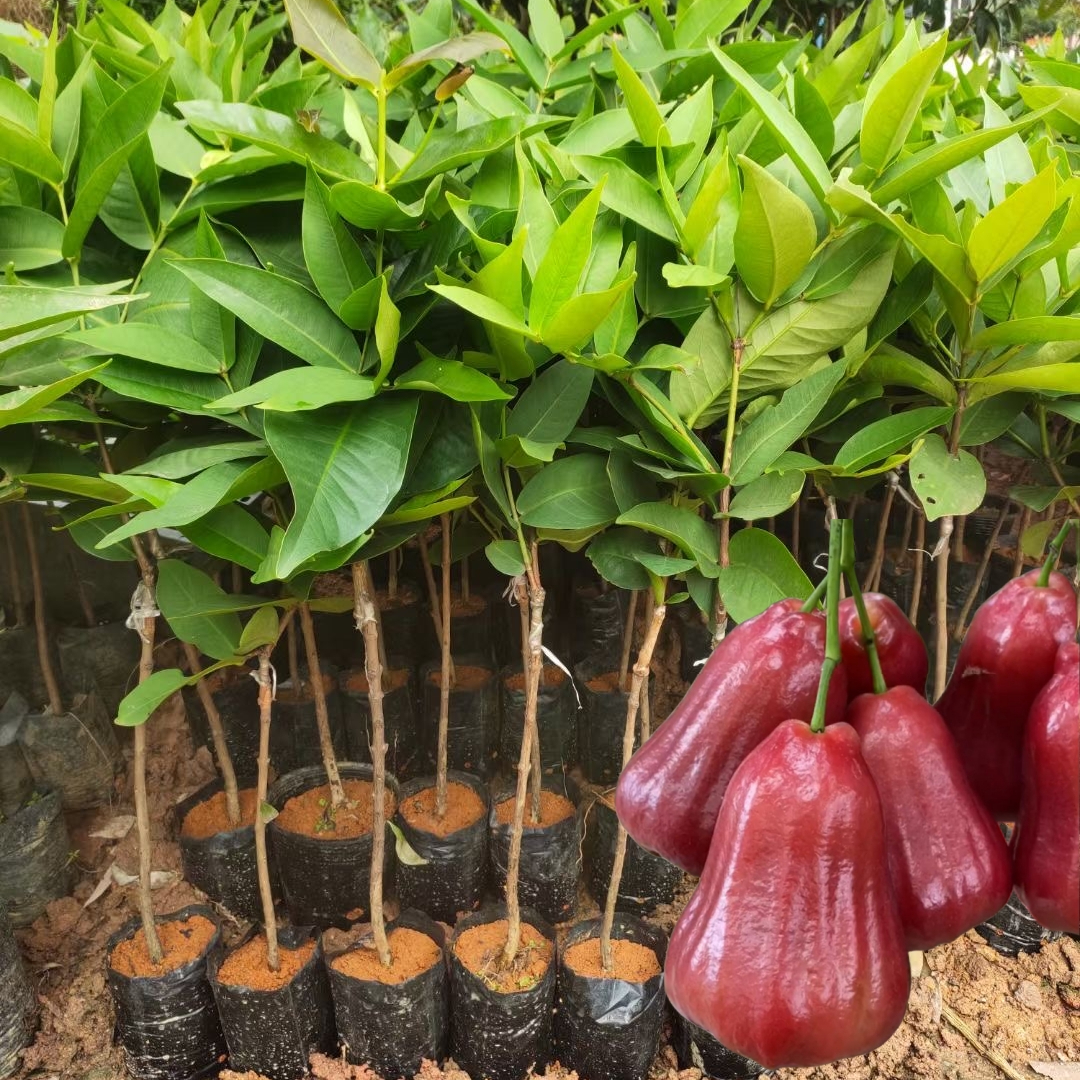 黑金刚莲雾苗黑糖芭比嫁接苗带土带叶