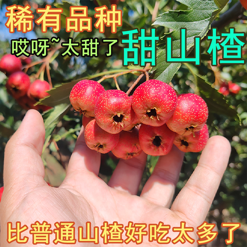 山楂鲜果 新鲜山楂 甜红子山楂  雪红果糖雪球专用