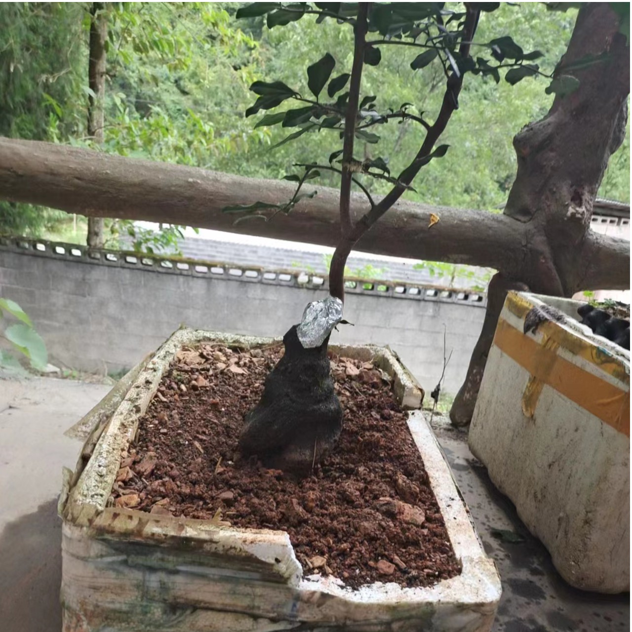 瓶兰花金弹子盆景素材