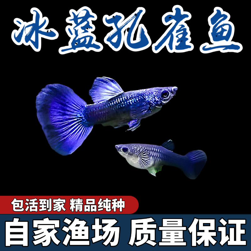 孔雀鱼热带纯种观赏鱼小型好养耐活淡水凤尾杂袍斑马玛丽包邮包活