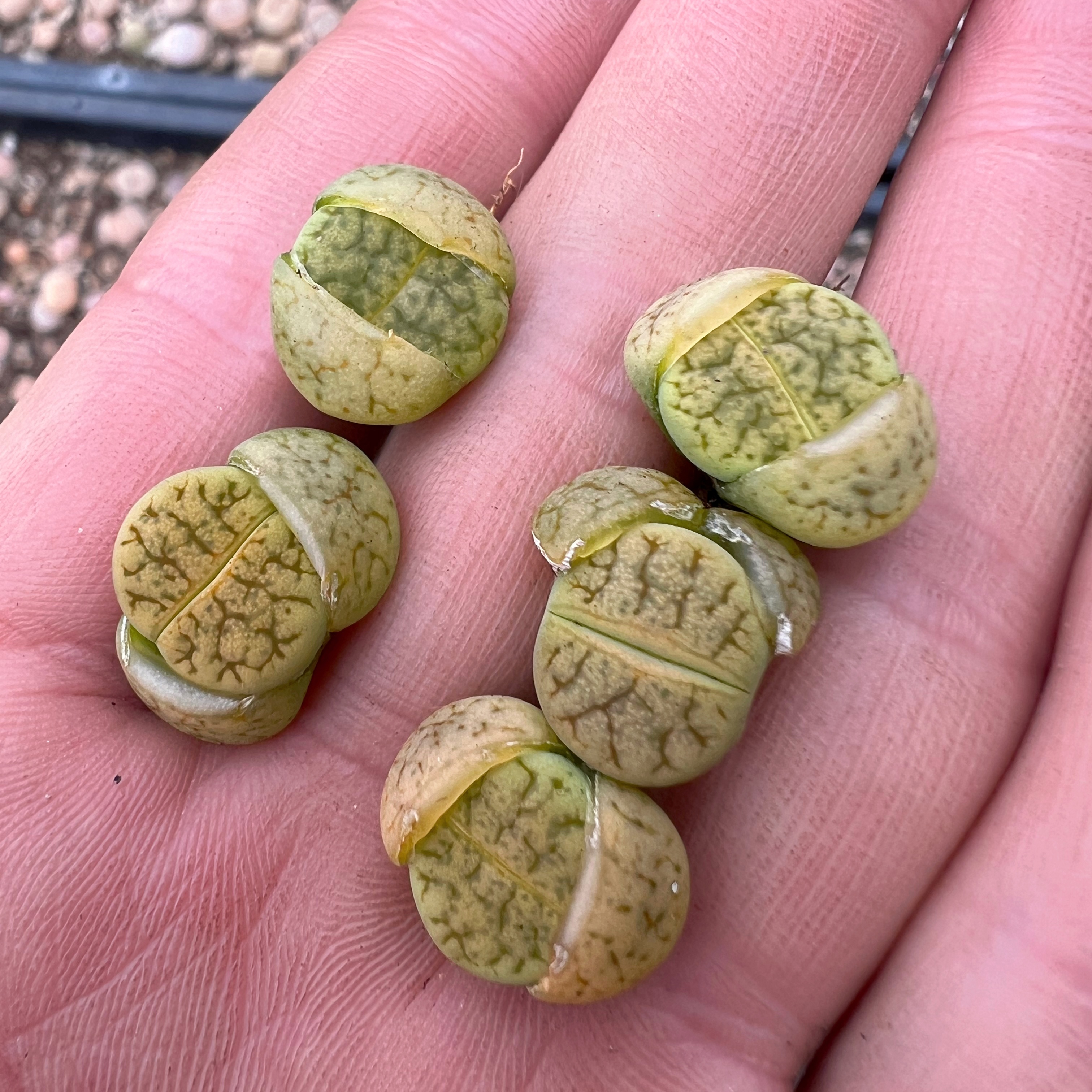 有有家生石花-绿荒Vertigo