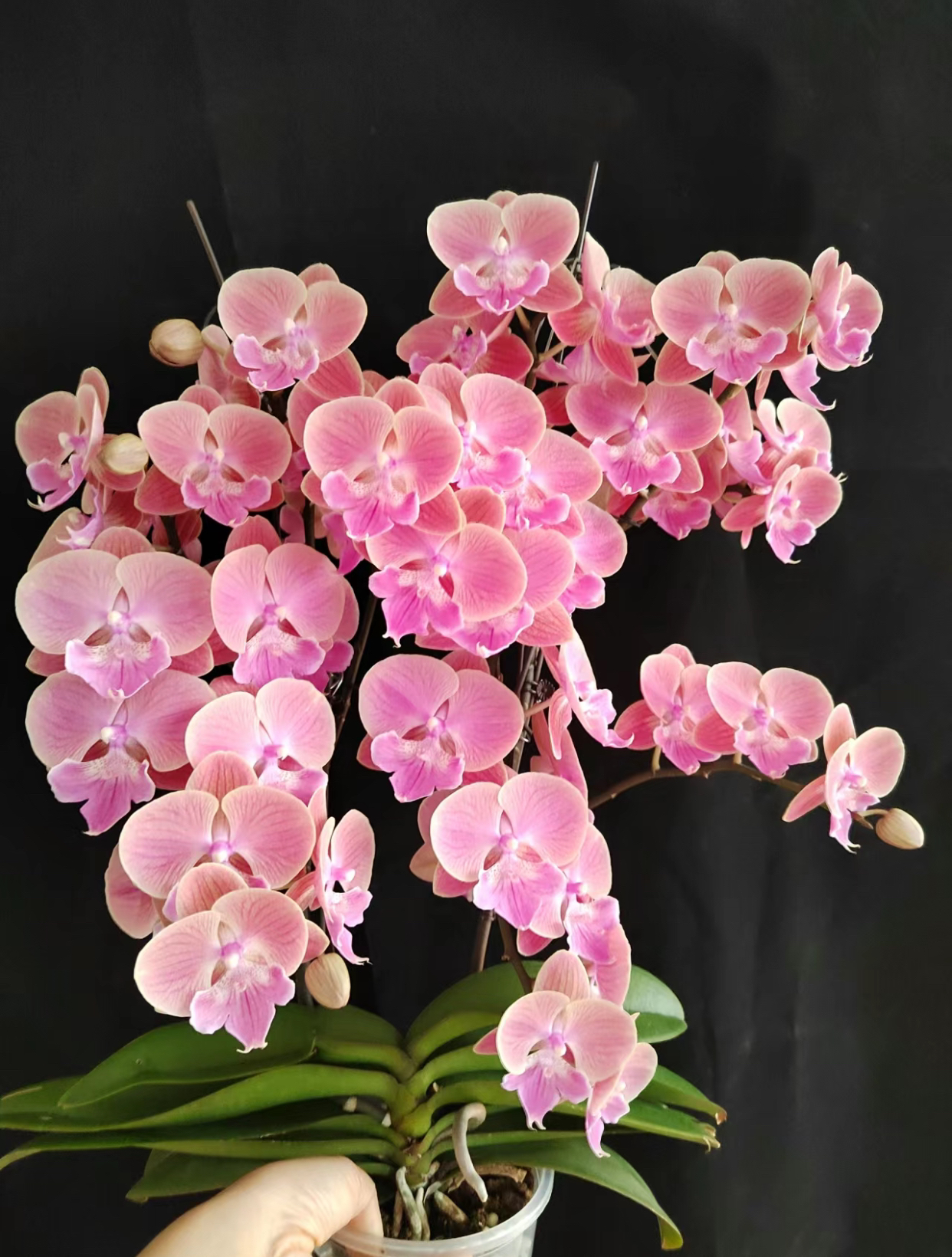 【唯美】出花剑苗 蝴蝶兰  3.5寸杯  