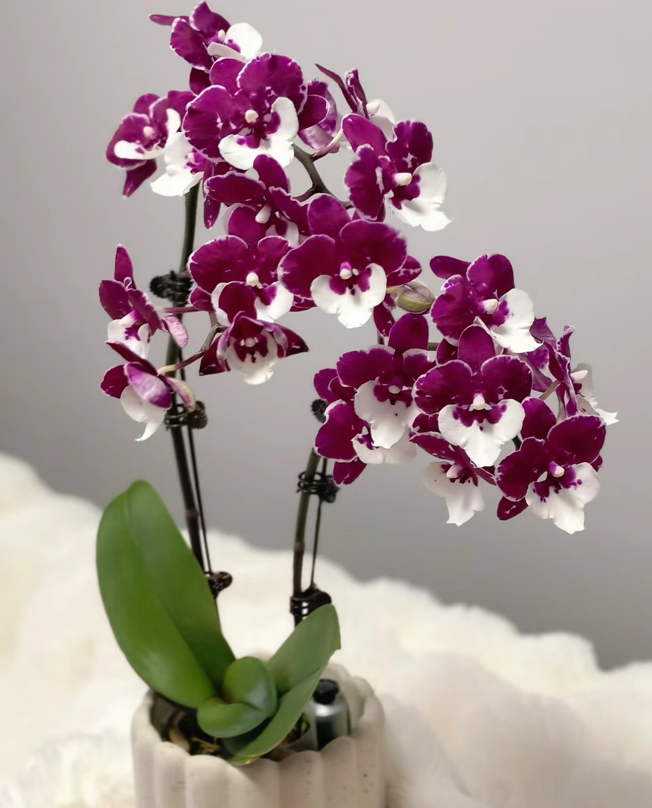 【圣诞老人】出花剑苗 蝴蝶兰  3.5寸杯