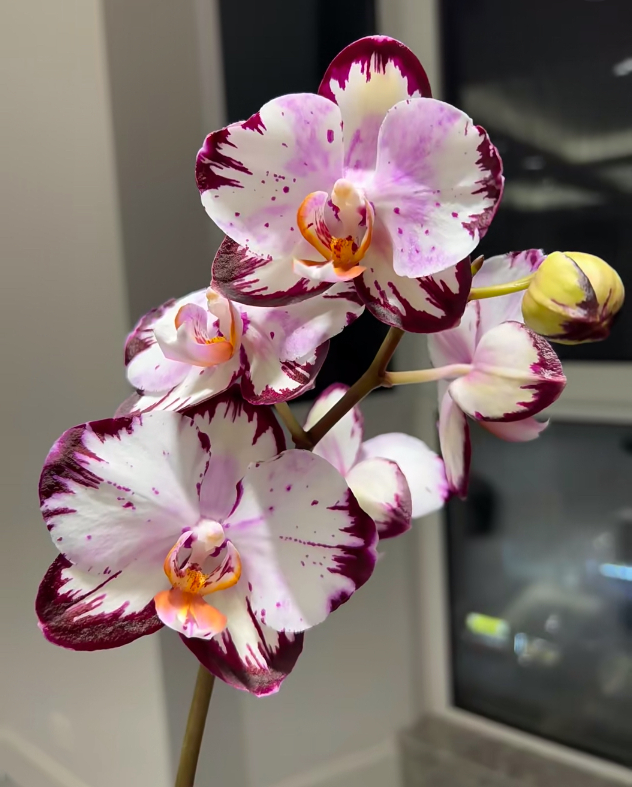 【哈根达斯 没有闪边】无花无梗苗 蝴蝶兰 2.8寸杯  返祖哈爸无售后