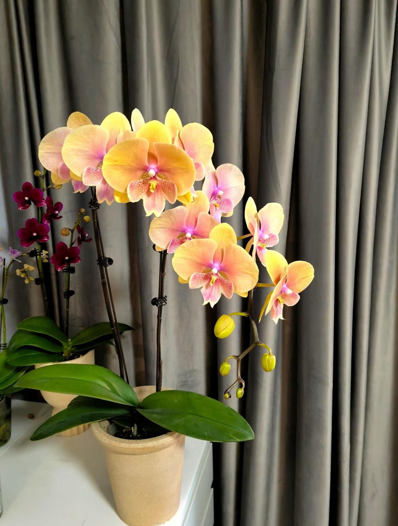 【蜜桃】 MP508 出花剑苗 蝴蝶兰  3.5寸杯 双花剑发货
