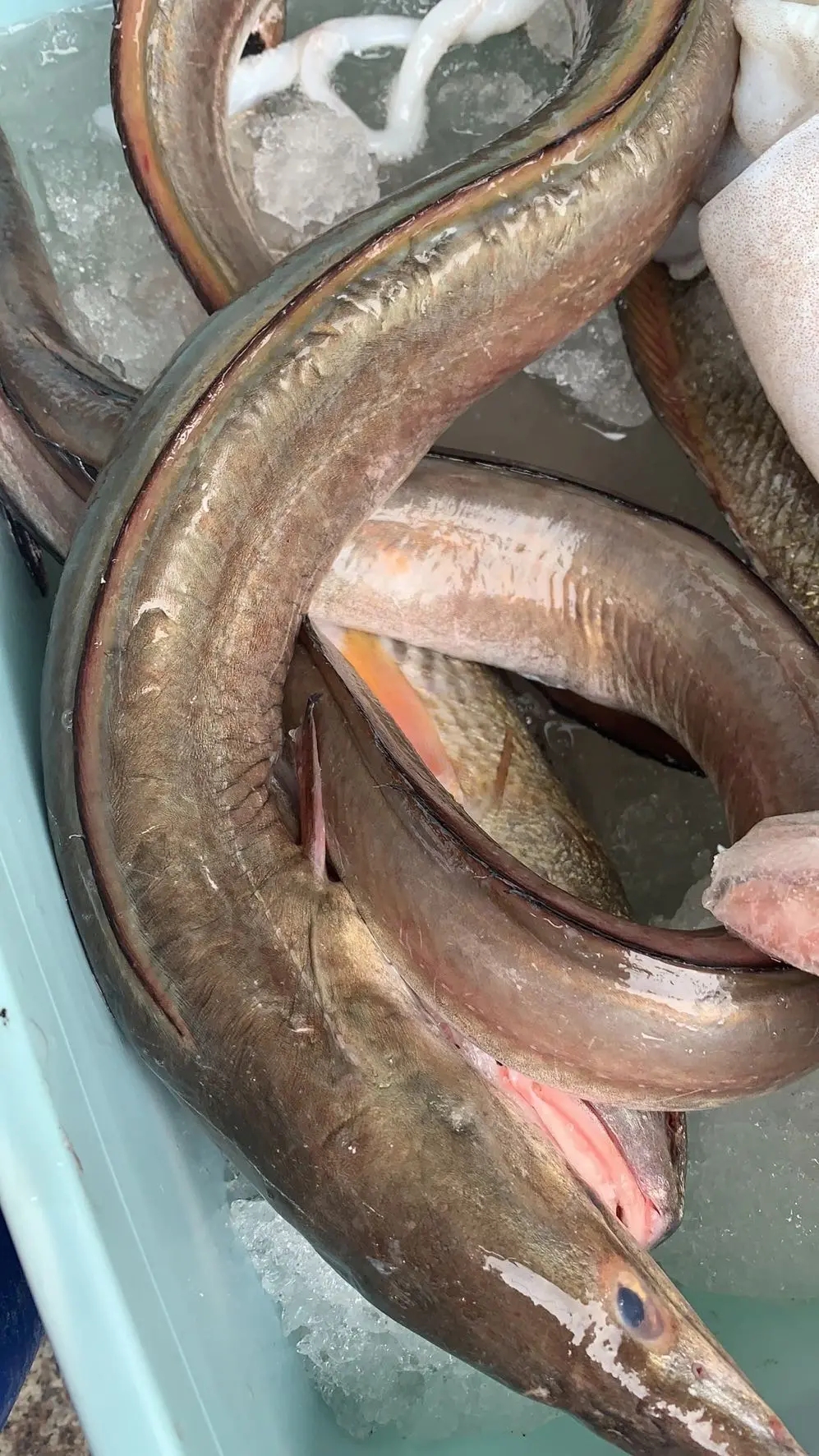 连云港发货野生海捕海曼鱼