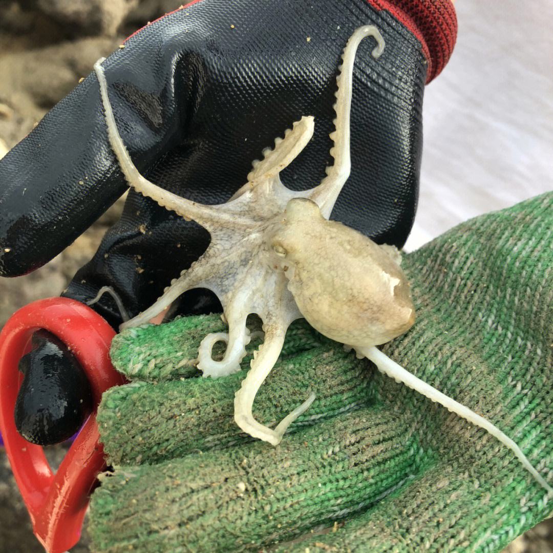 野生海捕长腿八爪鱼4斤