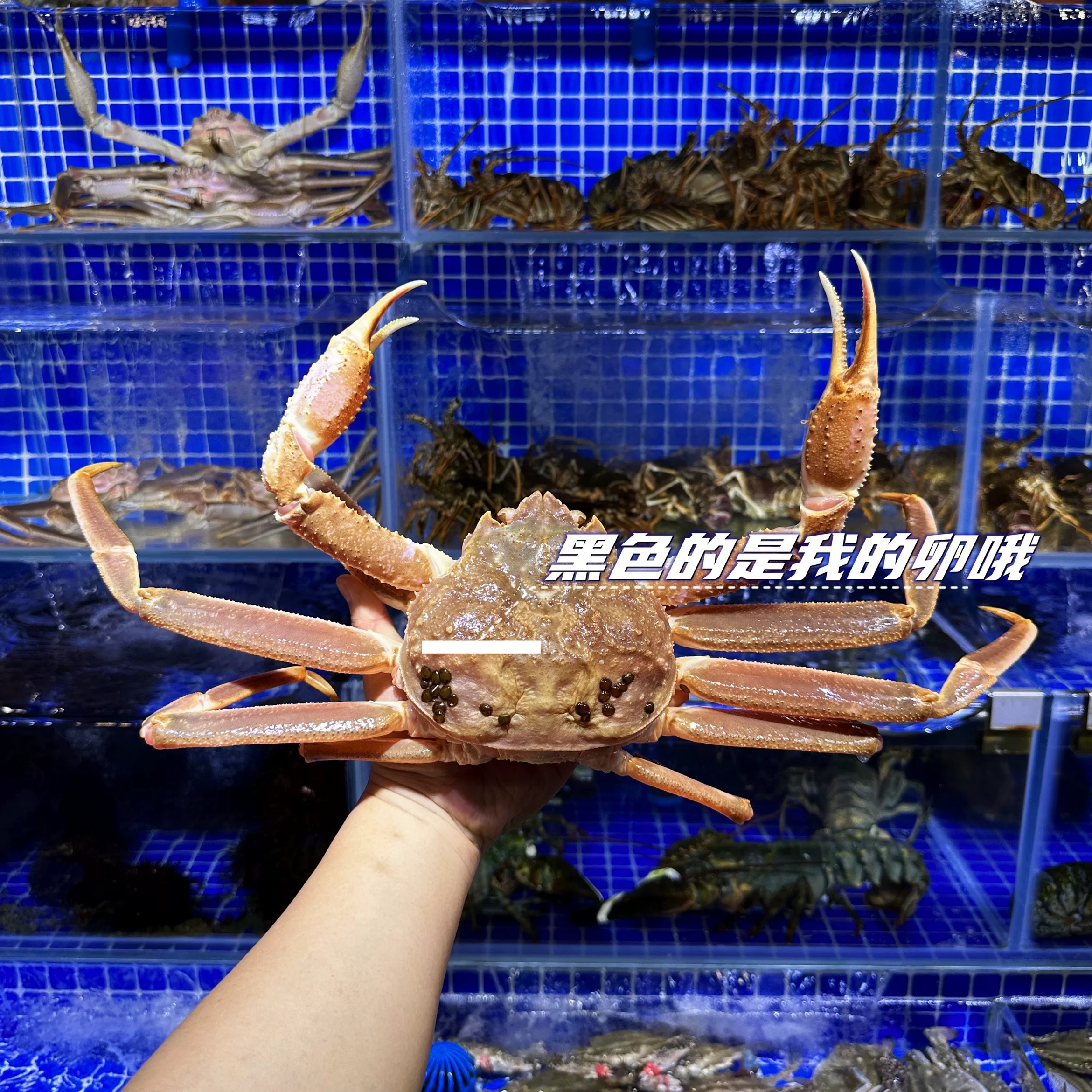 鲜活松叶蟹，板蟹雪蟹长脚蟹，鲜活发货，个别有断小腿螃蟹蟹同城配送