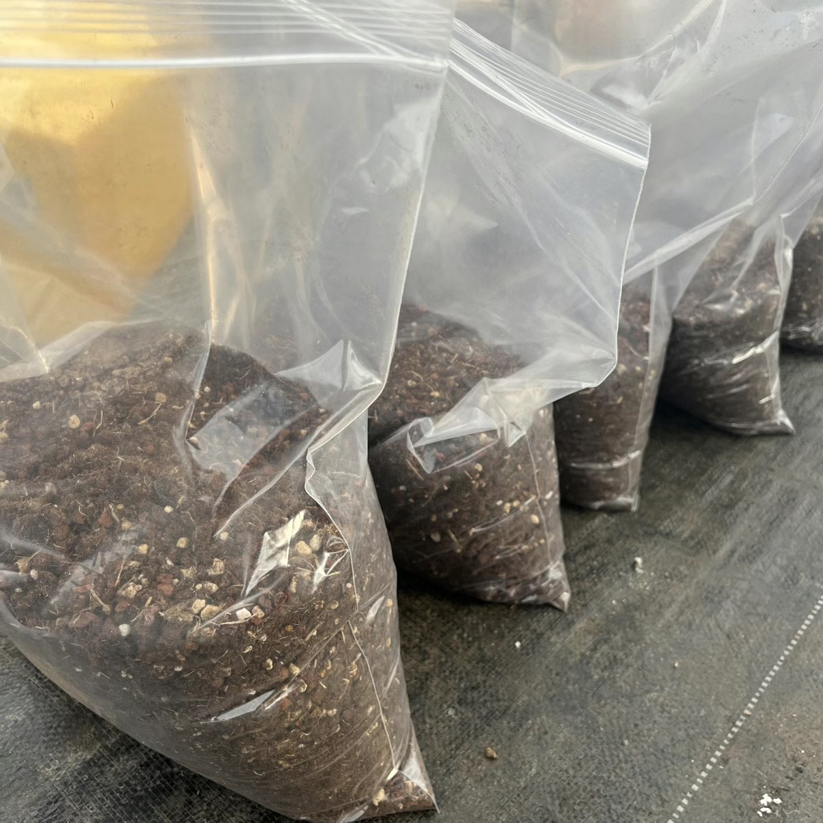 多肉专用颗粒土 植物专用土壤  泥炭土火山石 控色 防烂根 五斤装