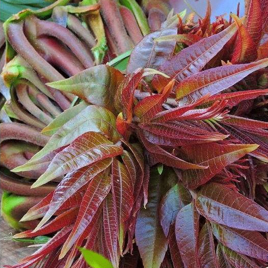 红油香椿种子四季阳台盆栽芽苗菜香椿芽蔬菜种子菜籽