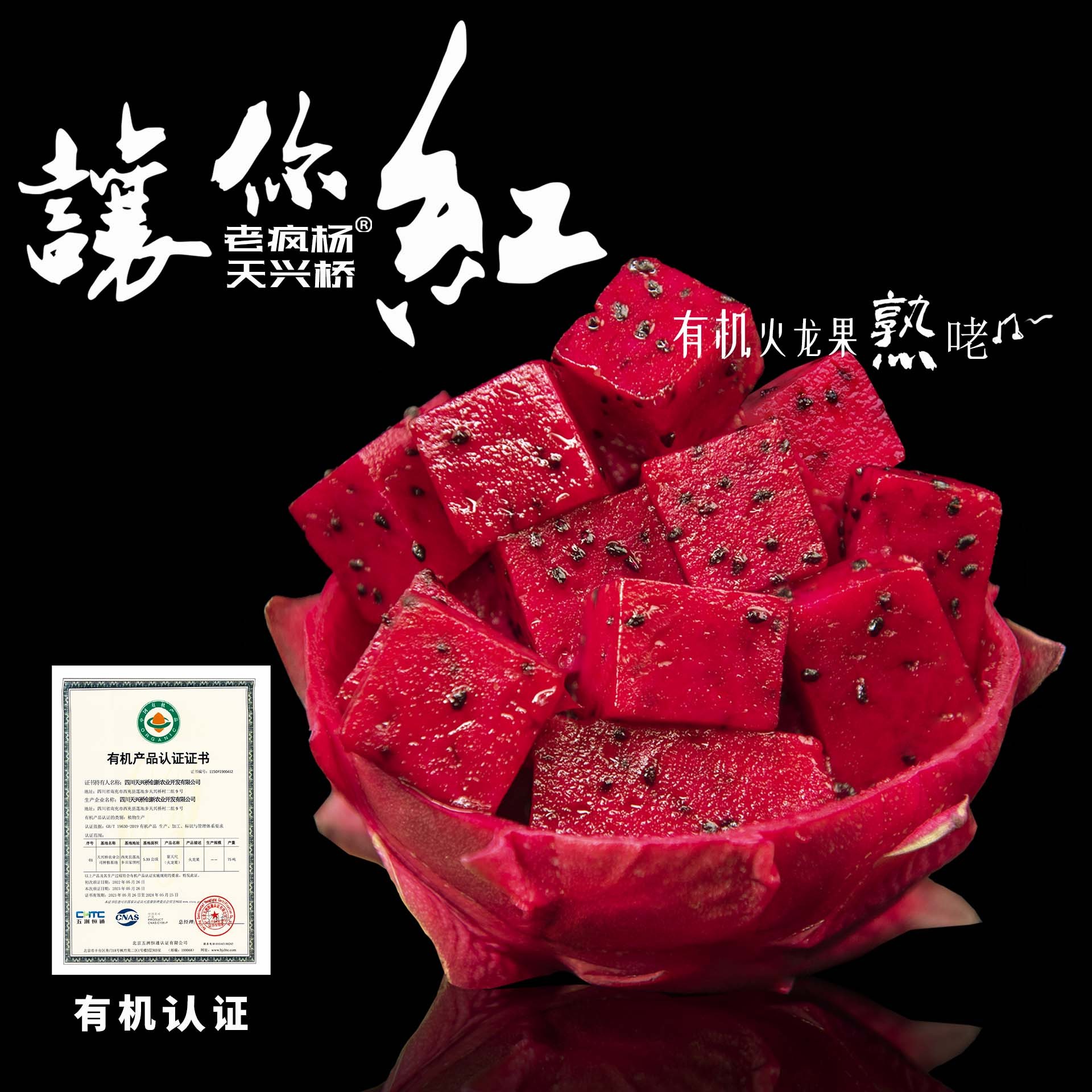 老疯杨天兴桥自有果园有机红心火龙果当季新鲜采摘水果5斤包邮