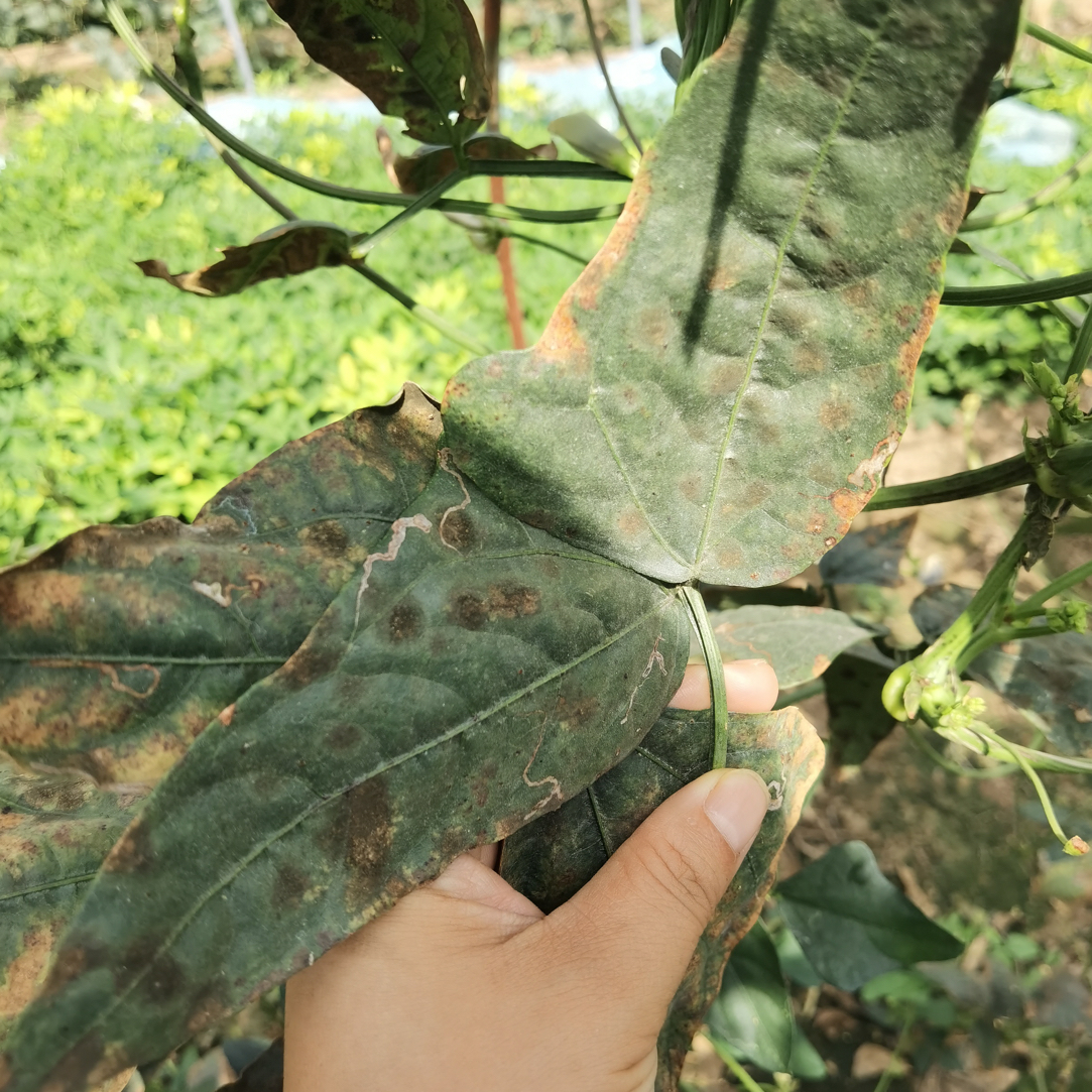 防治豆角灰霉叶霉锈病褐斑组合提前预防效果更好