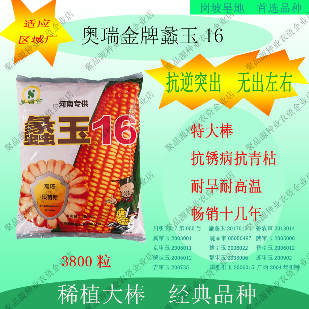 白轴大棒蠡玉16抗逆强抗锈病抗茎腐矮杆高产玉米种