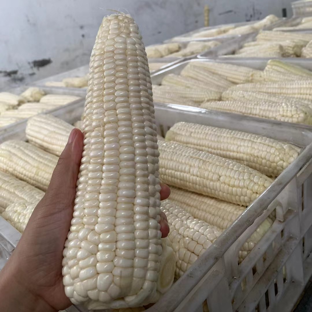 国审甜白糯玉米种子适合全国各省种植（西藏除外）矮杆大棒高产种子