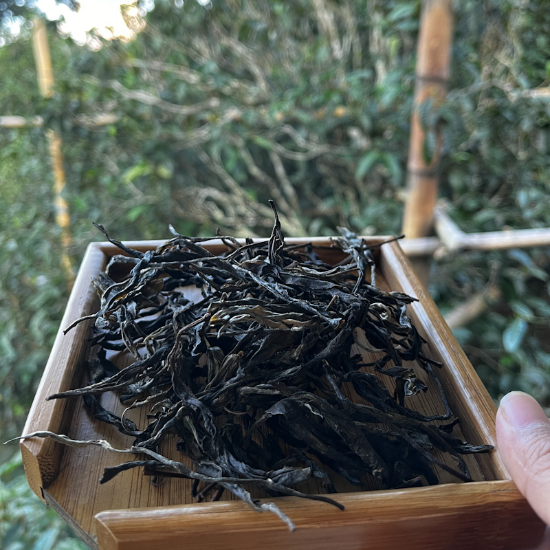【岩子头茶农请天下有缘人喝古树普洱】精制100克生茶袋装茶厂散茶
