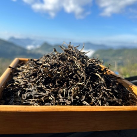 茶农直销·自家茶园23年岩子头糯娥寨300年古树头春