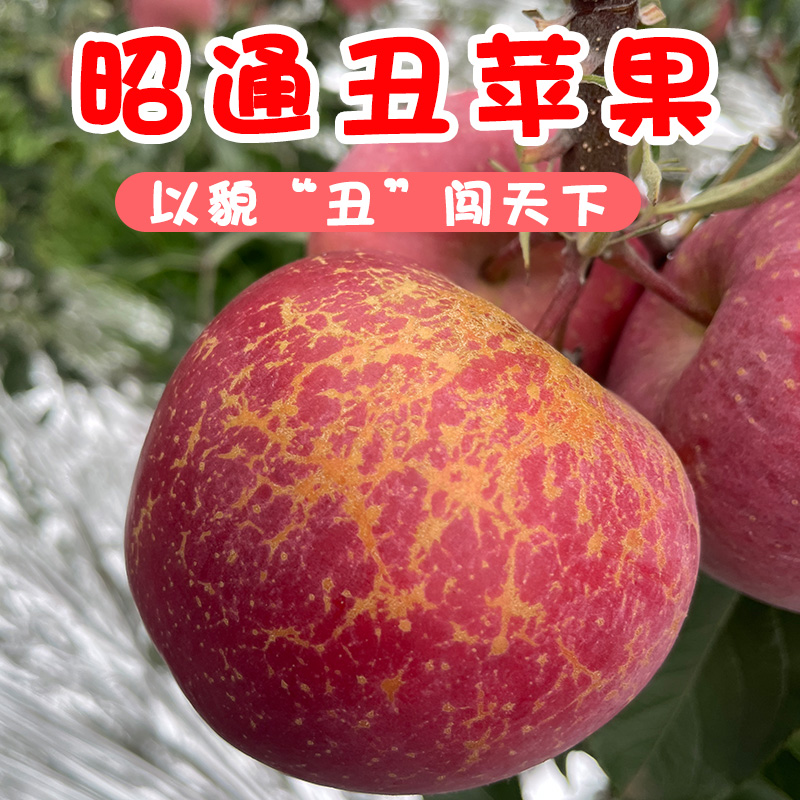 云南昭通高山种植红富士冰糖心丑苹果新鲜采摘产地直发整箱/包邮