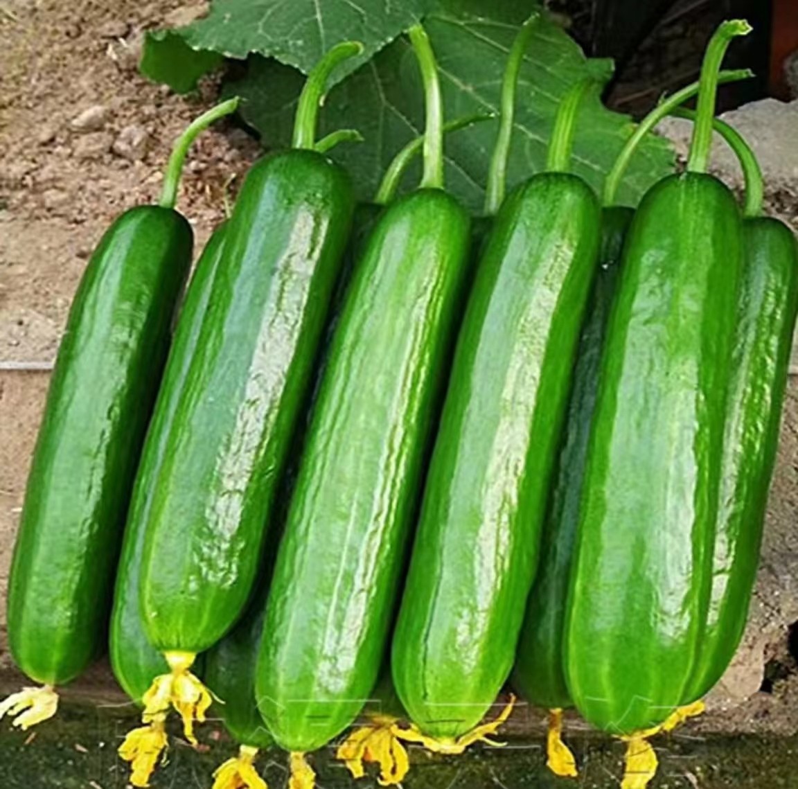 黄瓜果切（洗净）约500克