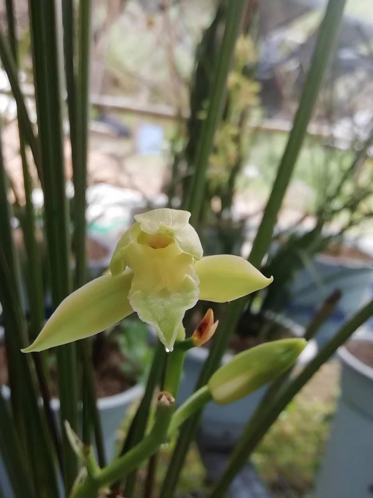 ￼精品秦岭兰花惠兰