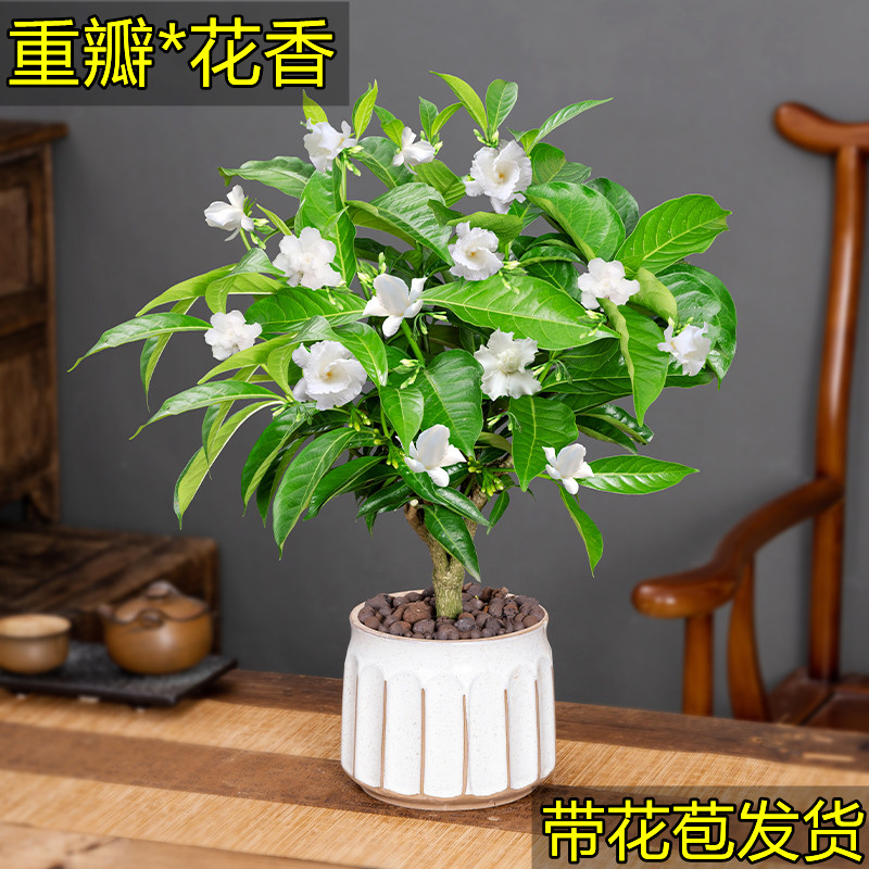 丁香花树苗盆栽花卉植物室内四季开花带花苞浓香好养老桩盆景绿植