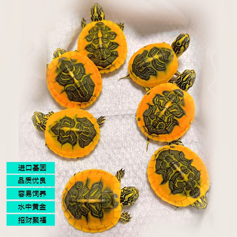 精选金边火焰龟直播链接