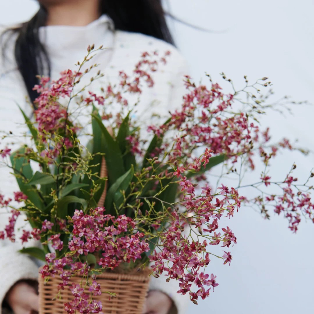 混色梦香兰文心兰，好看好养桌面兰花盆栽