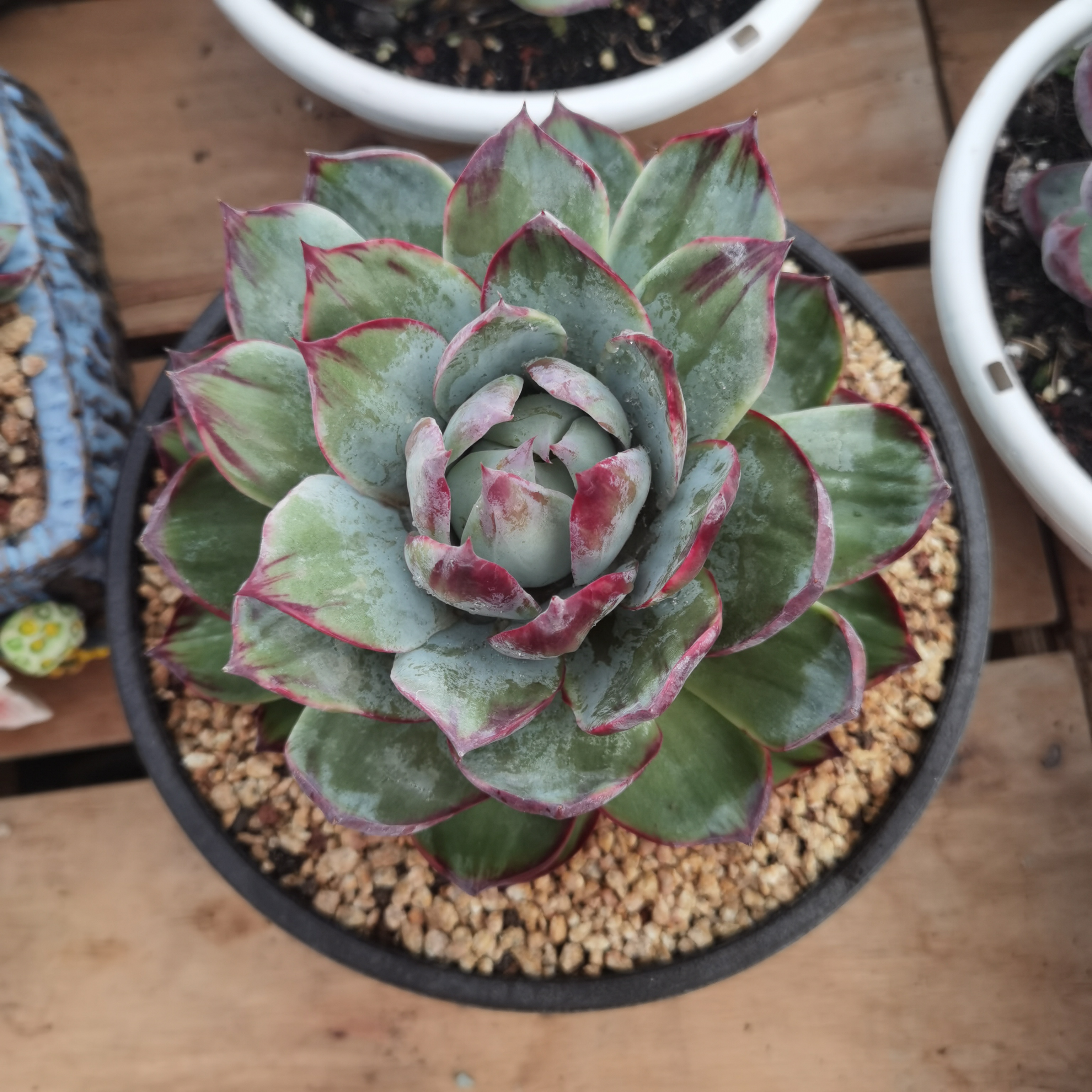 惊鸿仙子多肉植物宽叶内钩高颜值盆栽园艺花卉