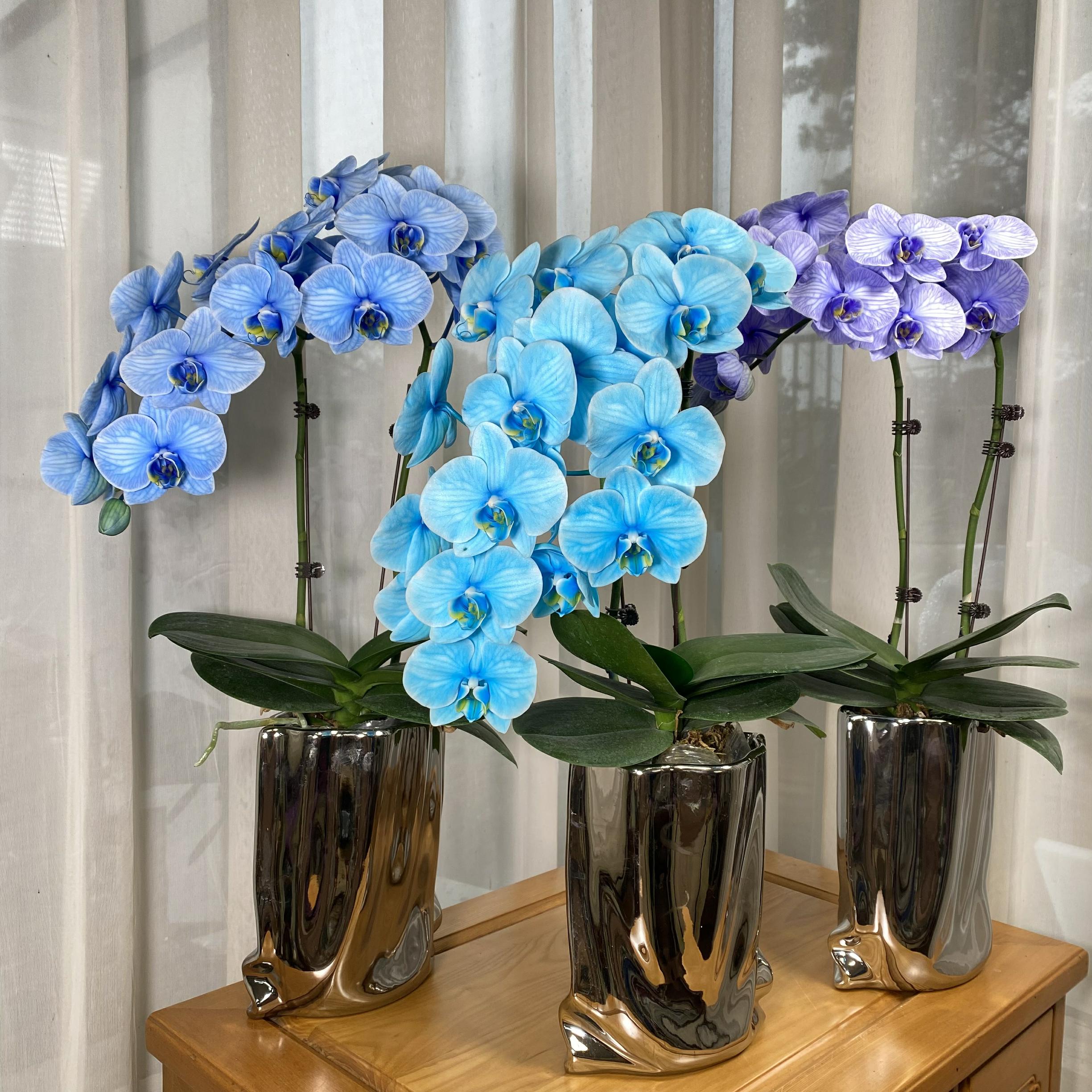 室内名贵蝴蝶兰盆栽含盆发货带花带花苞吸色活染马卡龙蝴蝶兰盆栽