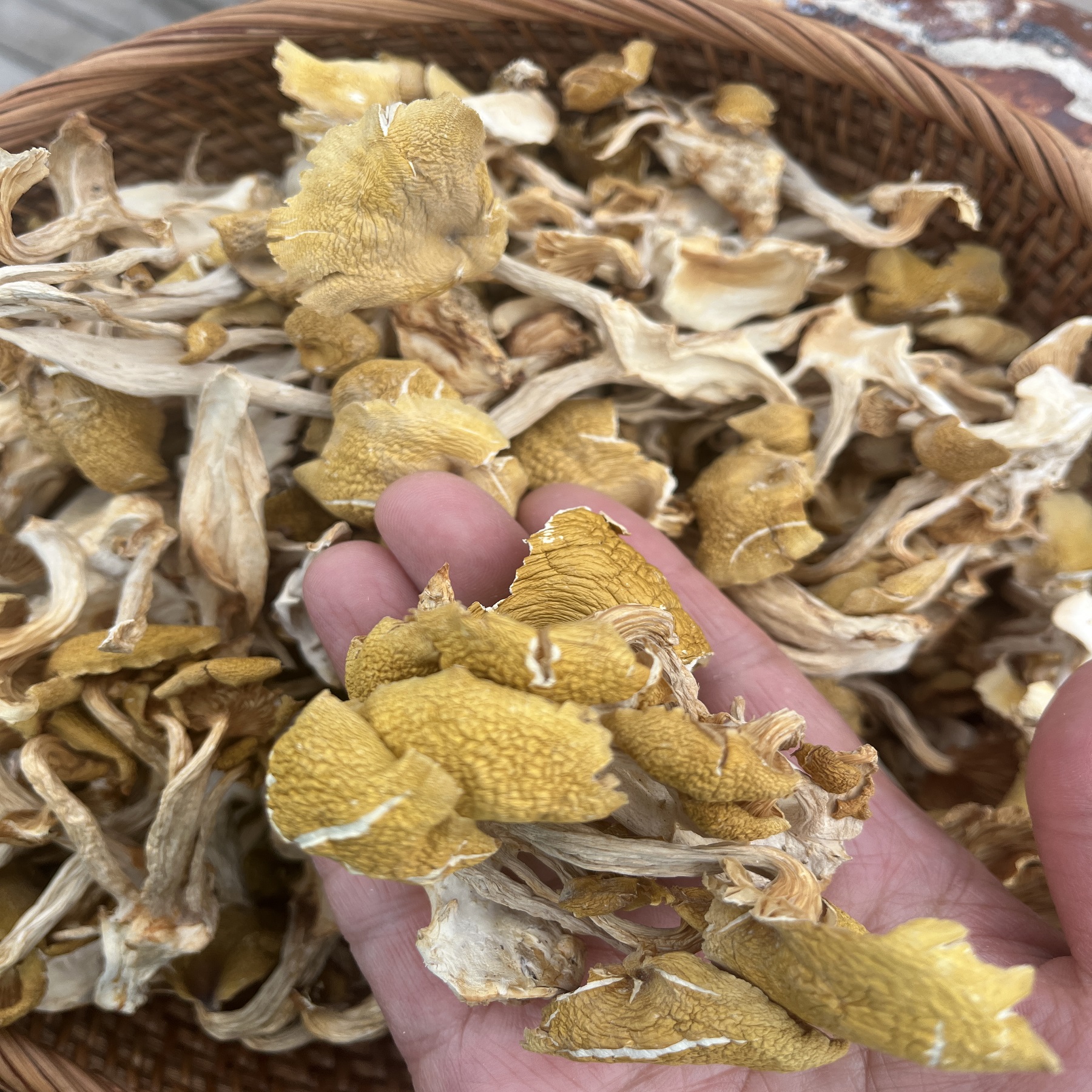 东北 榆黄蘑 250克500克 散装称重食用新鲜美味