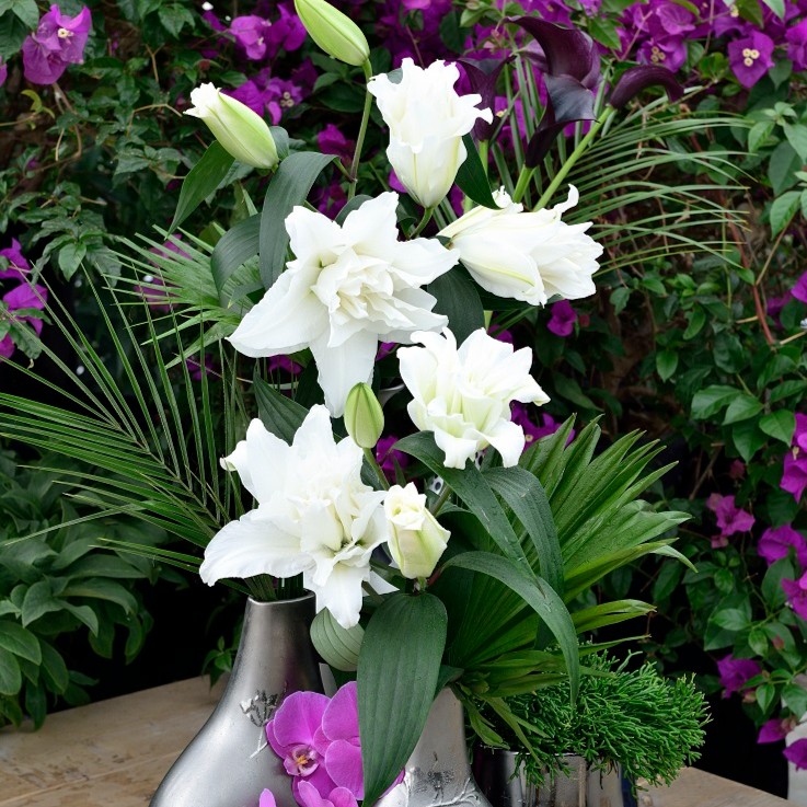 乔乔花屋1球暴风雪14/16cm纯白色重瓣OT系列大花浓香不带盆土包邮