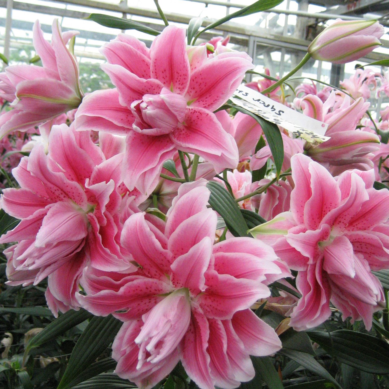 乔乔花屋1球伊莎贝拉18/20cm大球粉色重瓣香水百合种球不含盆土
