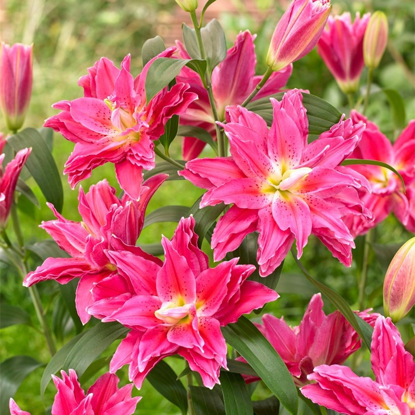 乔乔花屋 1球红美人17/19cm紫红色香水重瓣百合种球 不带盆土现货