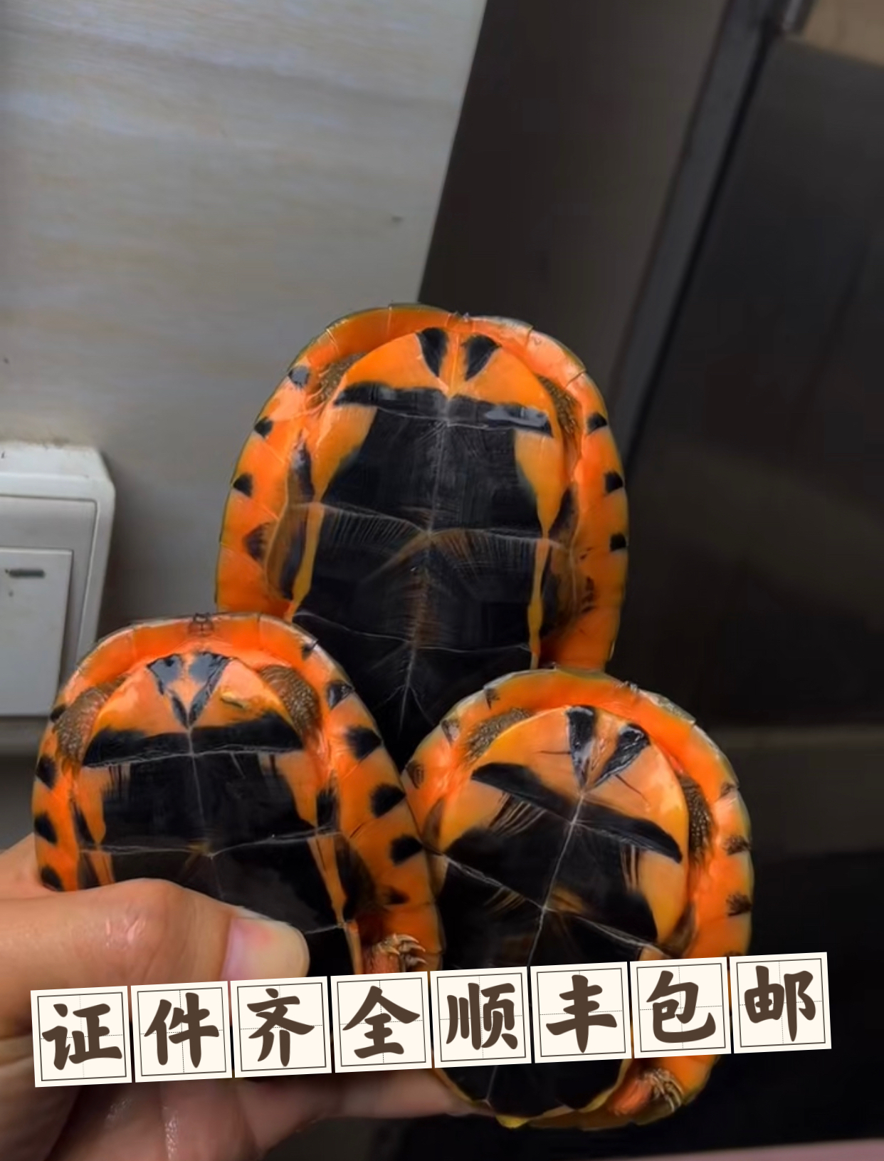 人工合法养殖活体三线金钱龟越南种米底证件齐全