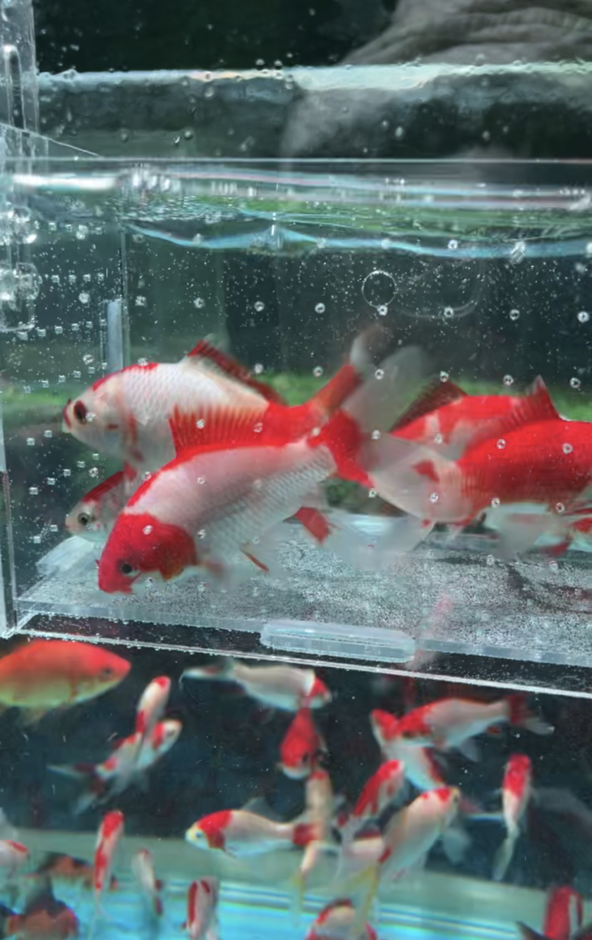 【直播专用】中通包邮金鱼高端观赏鱼贵族鱼好养小鱼缸