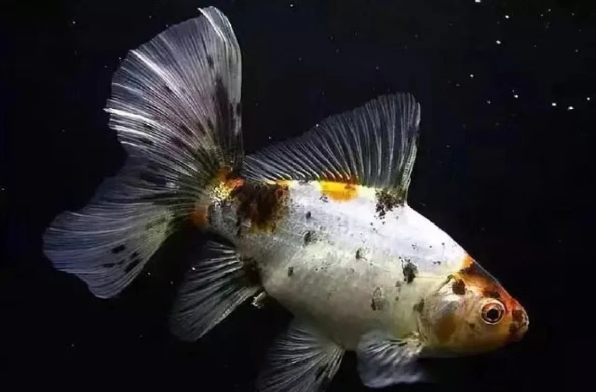 【包邮】2~5厘米欧洲布里斯托观赏鱼苗到手五条