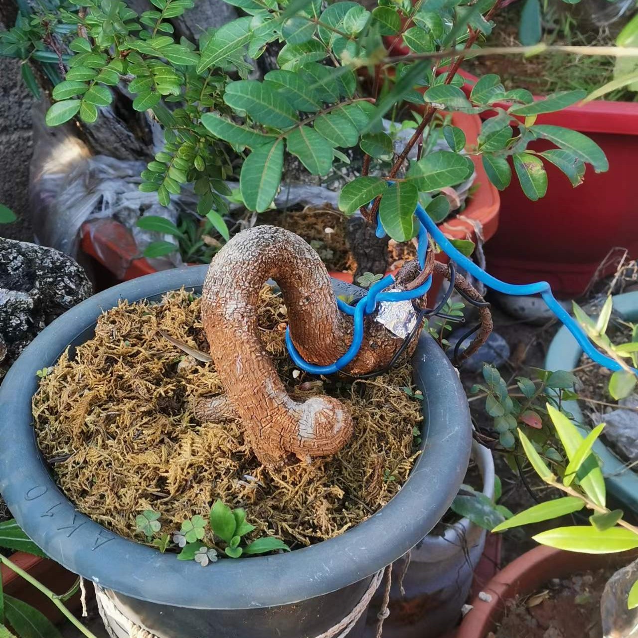 青香木盆景一物一拍