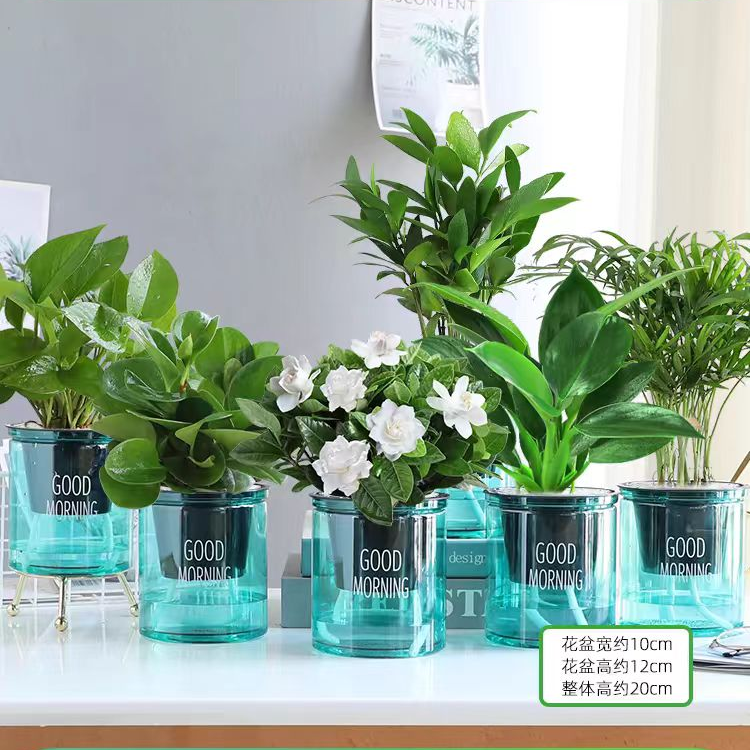 绿萝箩吊兰发财树花卉盆栽小绿植办公室内多肉植物水培好养除甲醛